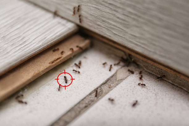 Best Best Pest Control Companies  in Tunnel Hill, GA
