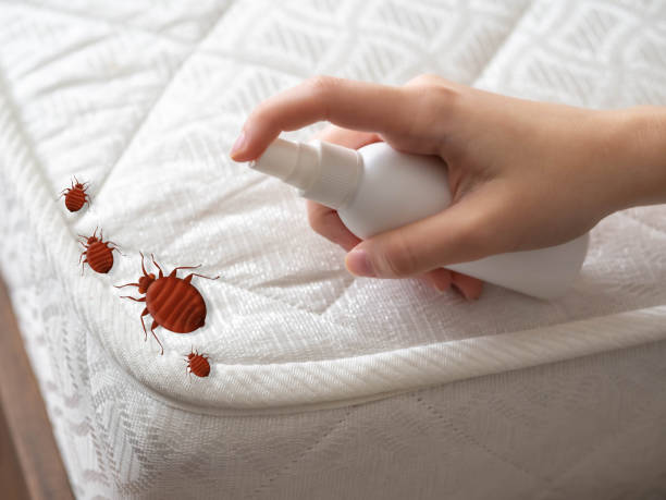 Best Affordable Pest Control Services  in Tunnel Hill, GA